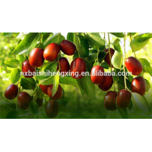 Jujube chinois date rouge à bas prix fruits secs